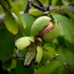 walnut hull opening